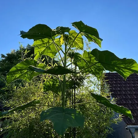 Pia's Nature Retreat * Neukirch (Tubingen)