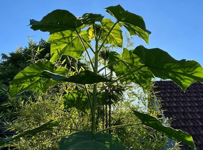 Pia's Nature Retreat * Neukirch (Tubingen)